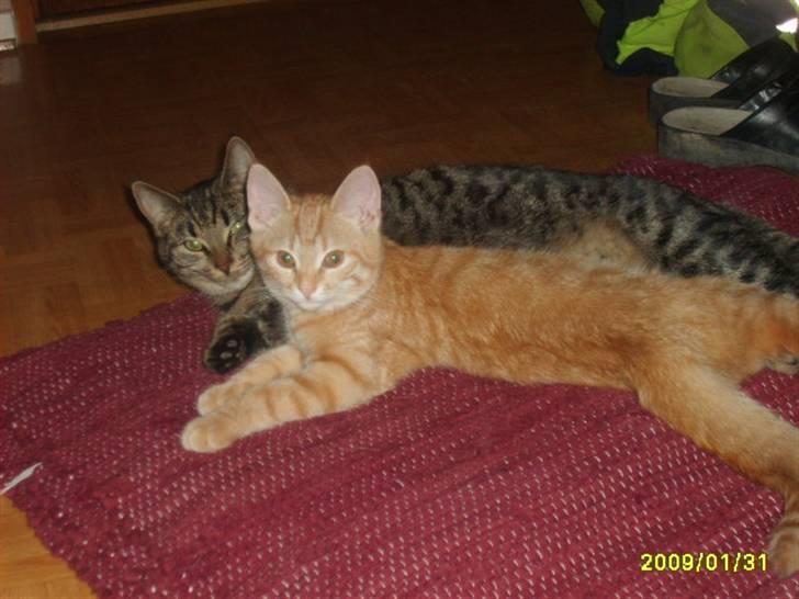 Huskat Lille mis - billede 5 af lille mis ligge sammen med søste billede 5