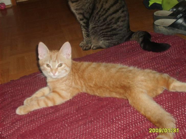 Huskat Lille mis - billede 6 af lille mis billede 6