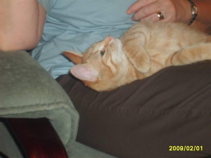 Huskat Lille mis - billede 7 af lille mis  billede 7