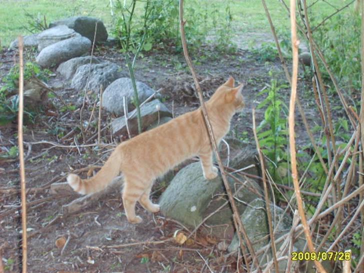 Huskat Lille mis - billede 8 nyt af lille mis billede 8