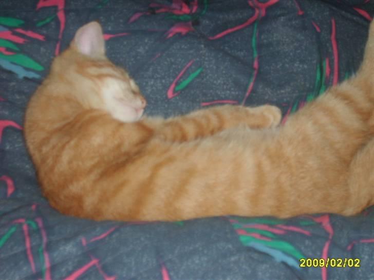 Huskat Lille mis - billede 9 af lille mis billede 9