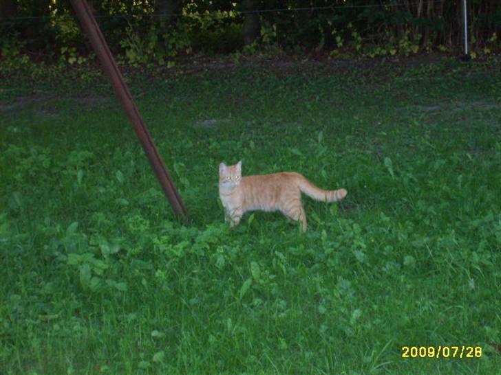 Huskat Lille mis - billede 10 nyt af lille mis billede 10