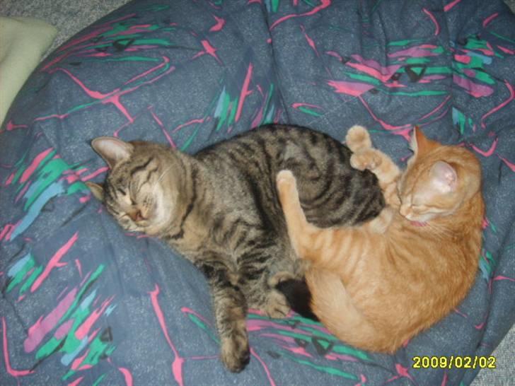 Huskat Lille mis - billede 11 af lille mis billede 11