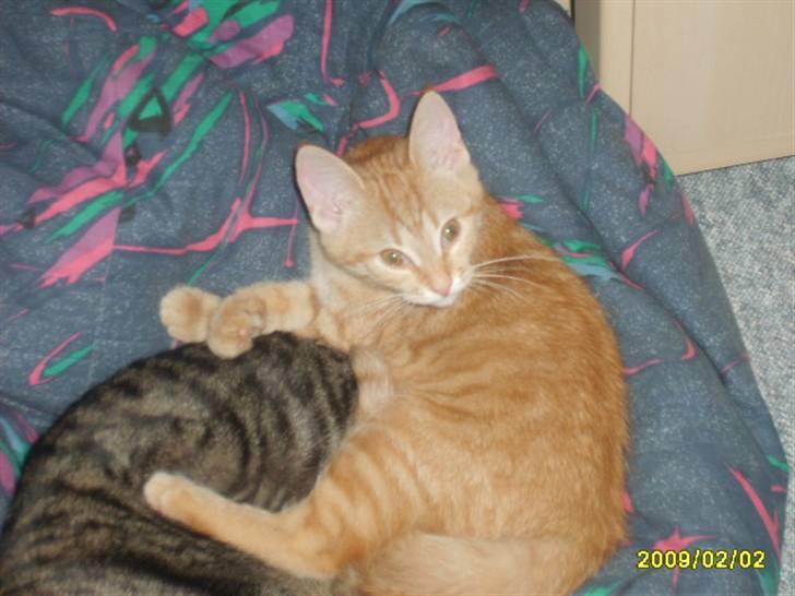 Huskat Lille mis - billede 12 af lille mis billede 12