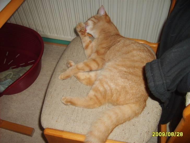 Huskat Lille mis - billede 13 nyt af lille mis billede 13