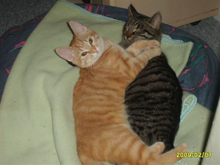 Huskat Lille mis - billede 14 af lille mis billede 14