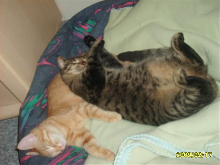 Huskat Lille mis - billede 15 af lille mis billede 15