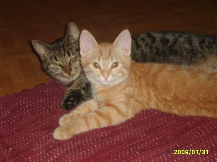 Huskat Lille mis - billede 16 af lille mis tak for besøg  billede 16