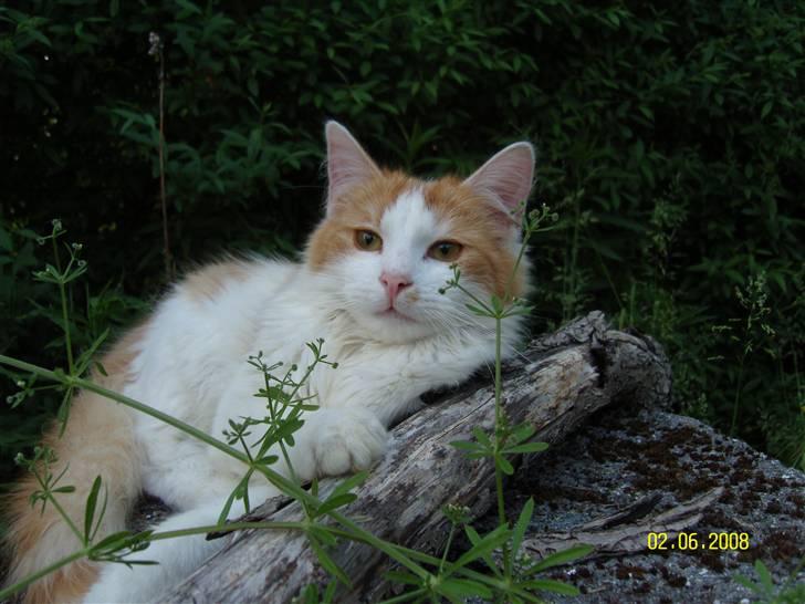 Blanding af racer Sammy *EFTERLYST* billede 1