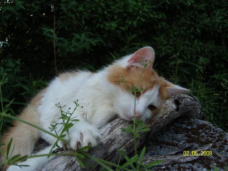 Blanding af racer Sammy *EFTERLYST* billede 2