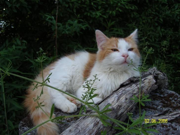 Blanding af racer Sammy *EFTERLYST* billede 3