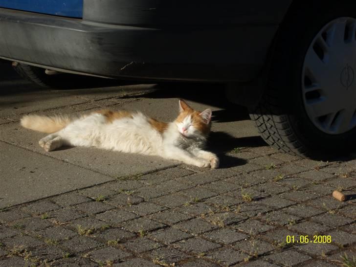 Blanding af racer Sammy *EFTERLYST* billede 4