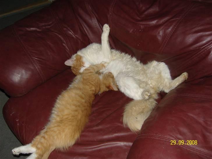 Blanding af racer Sammy *EFTERLYST* billede 5