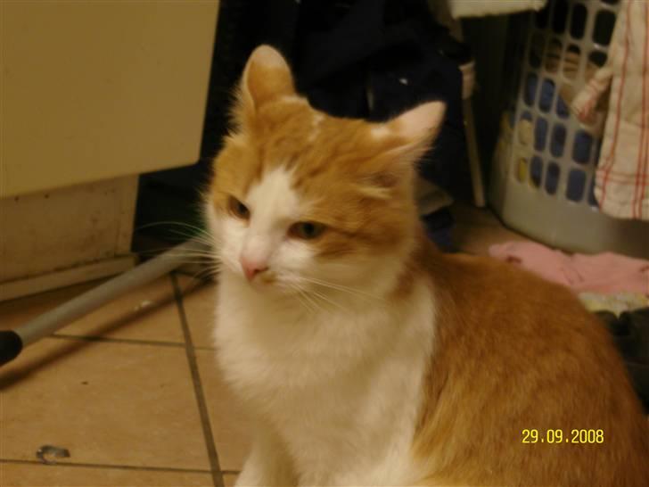 Blanding af racer Sammy *EFTERLYST* billede 6