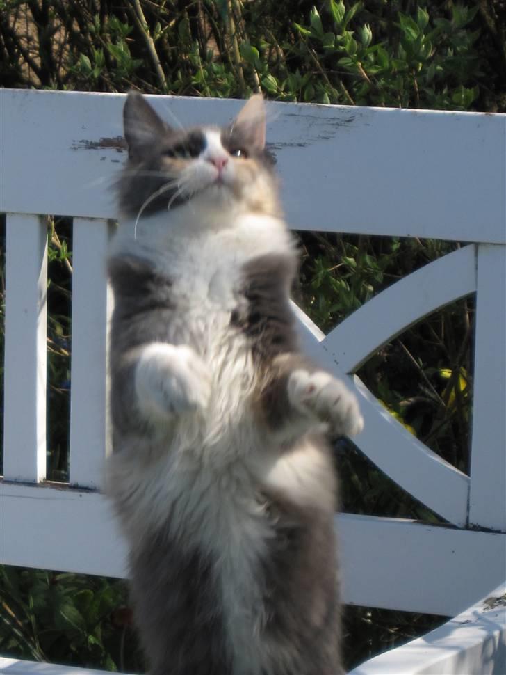 Maine Coon Spinner - 14 uger gammel. billede 1