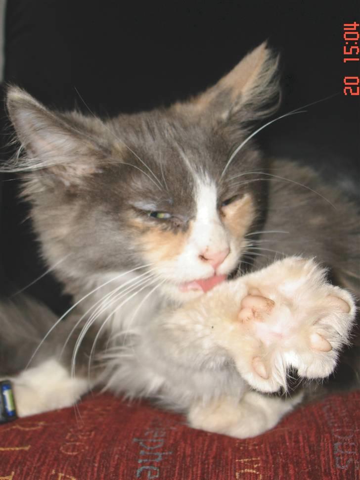 Maine Coon Spinner - Har en ordentlig ´´levefod´´ 14 uger billede 2