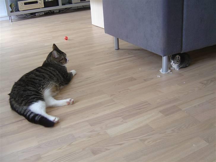 Huskat Elliot - Det er mig den lille under sofaen... uuhh.... Malley er stor. Jeg er lige kommet ind i huset billede 2