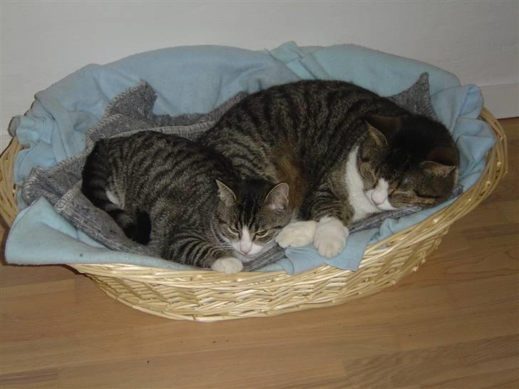 Huskat Elliot - En slapper med Malley billede 8