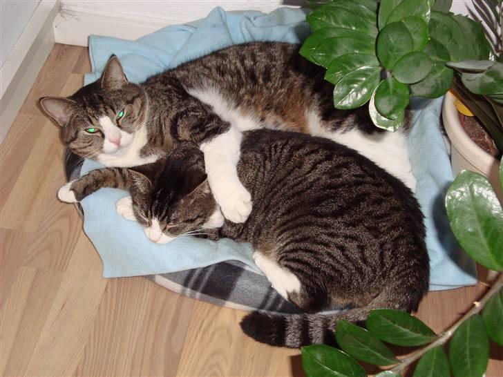 Huskat Elliot - Malley passer på mig billede 11