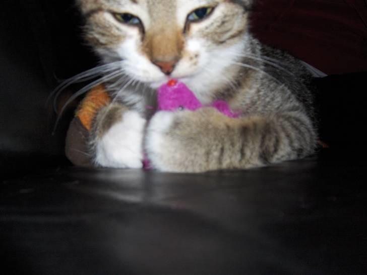 Huskat bastian - hey far. det er min mus og du får den IKKE. billede 1