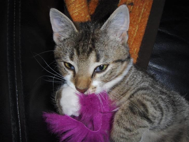 Huskat bastian - det er stadig min mus far. billede 2