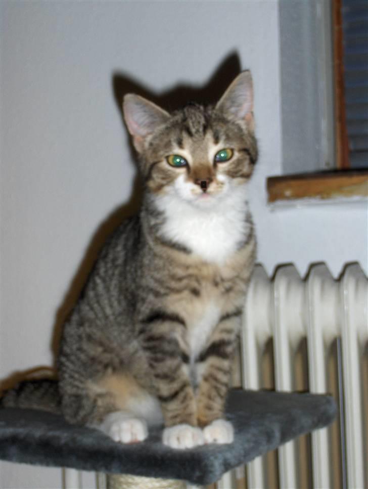 Huskat bastian - er jeg ikke sød? billede 3