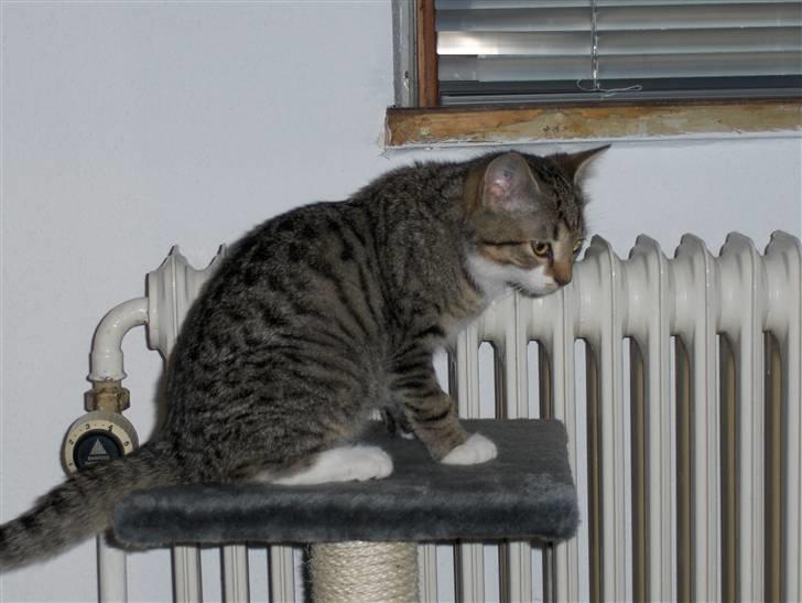 Huskat bastian - gad vide om der er noget nede på gulvet jeg kan spise? billede 4