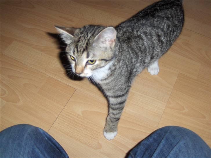 Huskat bastian billede 5