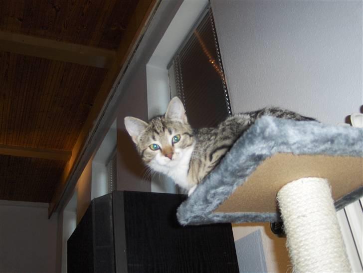 Huskat bastian billede 6