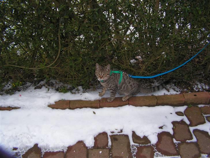 Blanding af racer Kisser billede 13