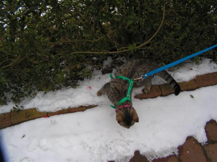 Blanding af racer Kisser billede 14