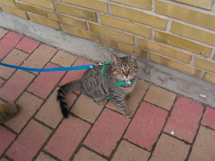 Blanding af racer Kisser billede 15