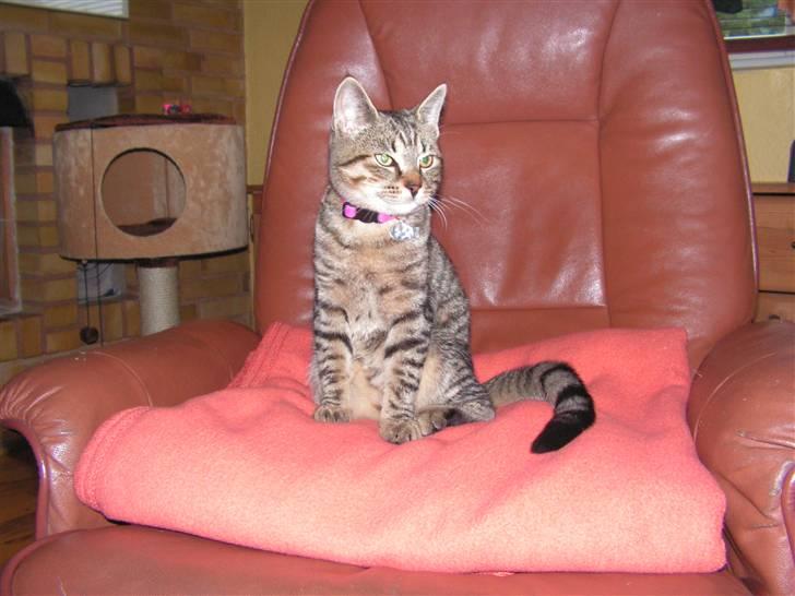 Blanding af racer Kisser billede 16