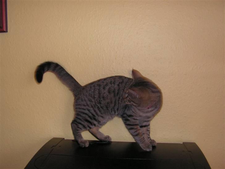 Blanding af racer Kisser billede 17