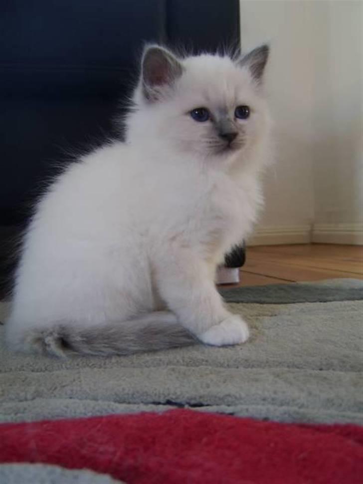 Hellig Birma BeautyQueen (aka Molly) billede 1