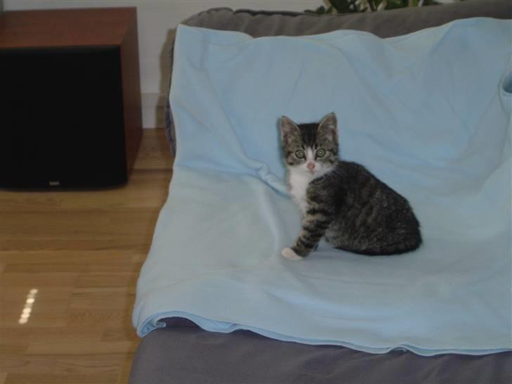 Huskat Elliot - ahh, her er der meget plads billede 12