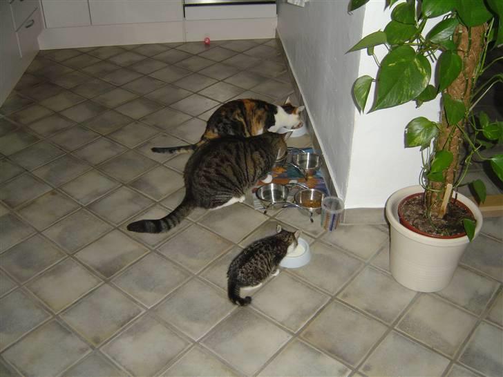 Huskat Elliot - alle tre katte spiser, Elliot får så kun A38 for han har dårlig mave. billede 13