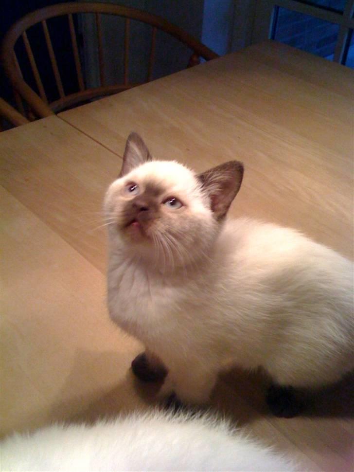 British Shorthair Gensters Conrad billede 1