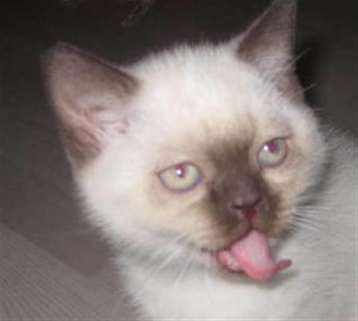 British Shorthair Gensters Conrad billede 2