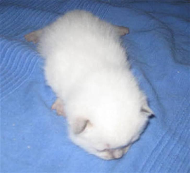 British Shorthair Gensters Conrad billede 3