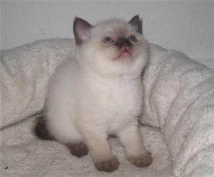 British Shorthair Gensters Conrad billede 4