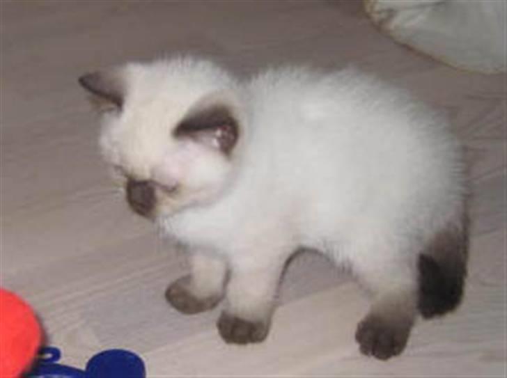 British Shorthair Gensters Conrad billede 5