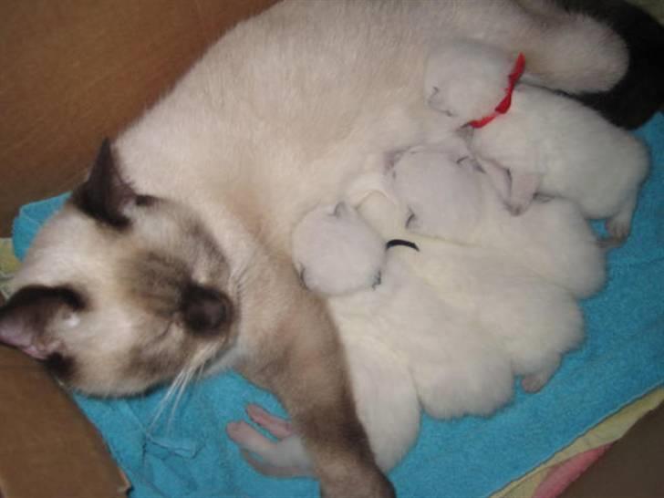 British Shorthair Gensters Conrad billede 6