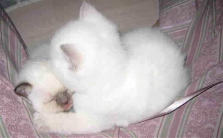 British Shorthair Gensters Conrad billede 7