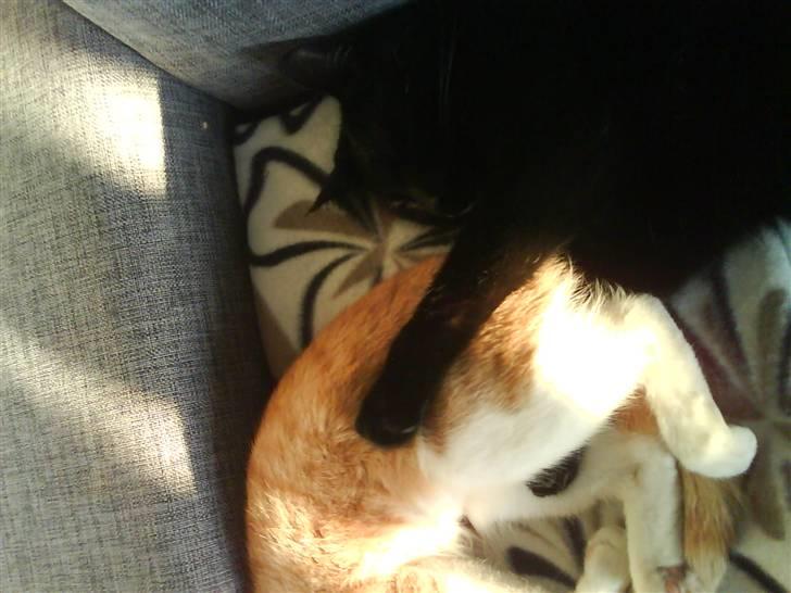 Huskat Mitte billede 9