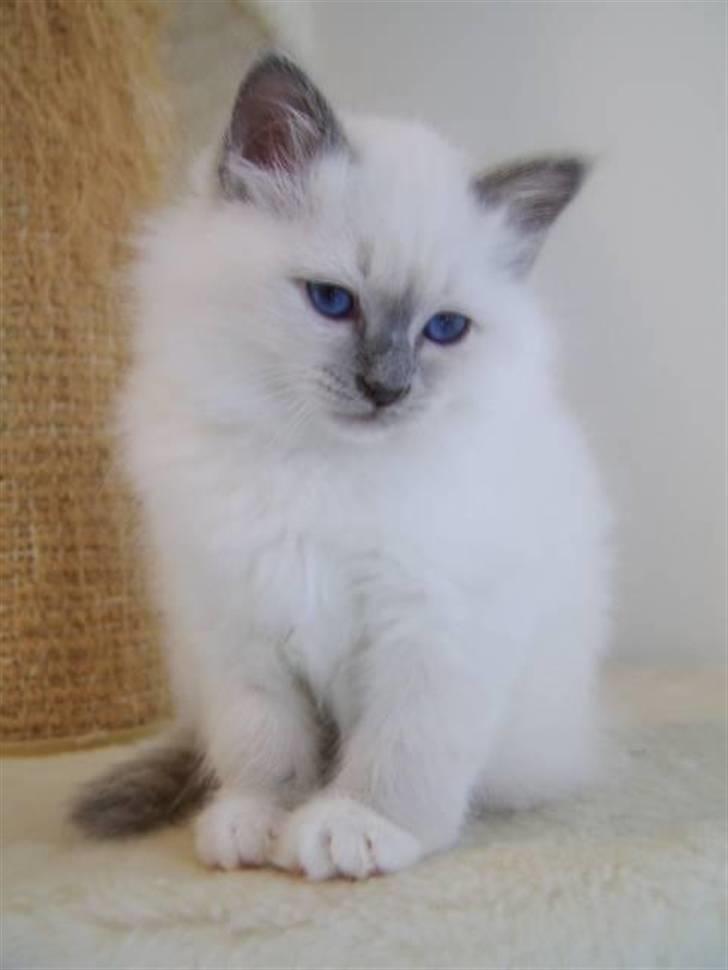 Hellig Birma BeautyQueen (aka Molly) billede 2