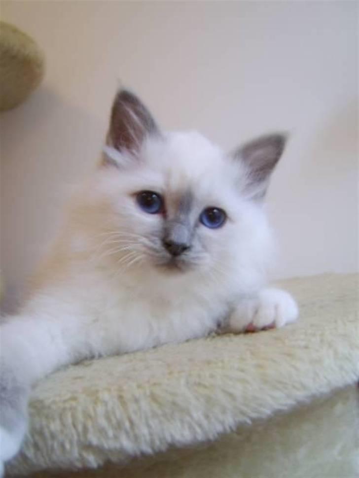 Hellig Birma BeautyQueen (aka Molly) billede 3