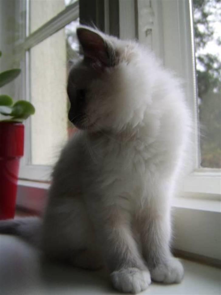 Hellig Birma BeautyQueen (aka Molly) billede 4