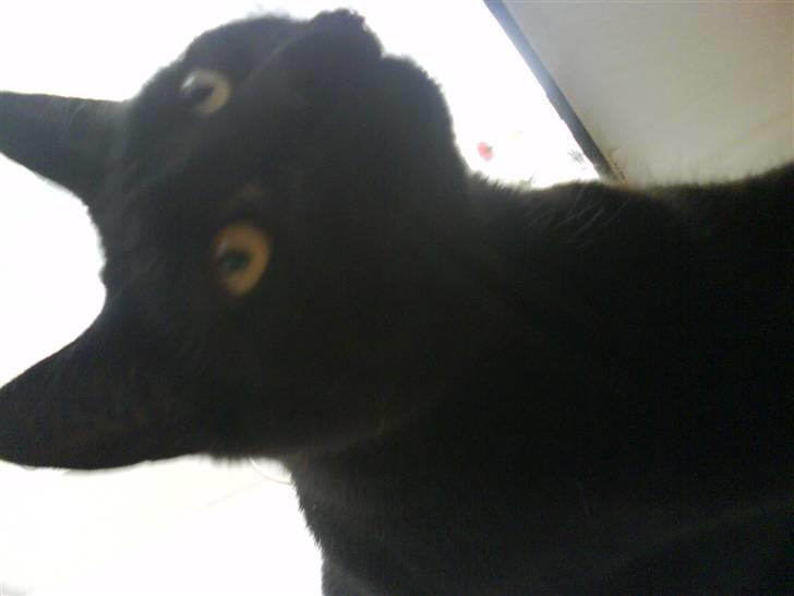 Huskat Mitte billede 10