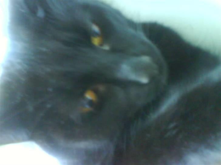 Huskat Mitte billede 11